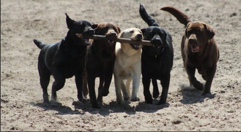 Labradors van Fan Twillens