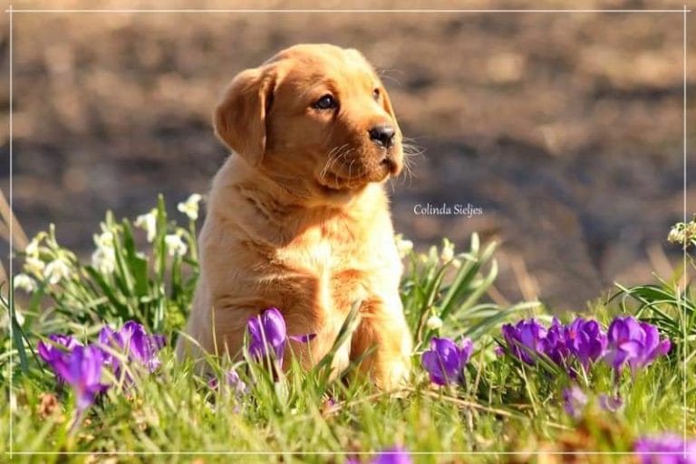 Labrador Retriever van Fan Twillens