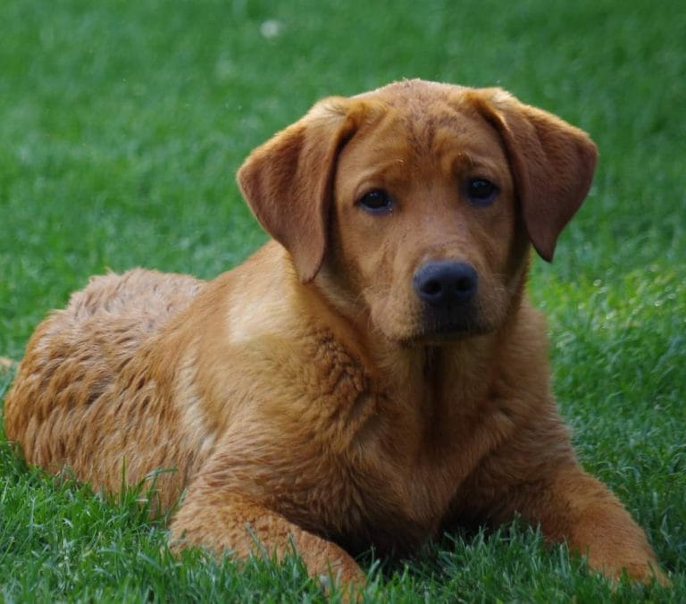Labrador Retriever portret