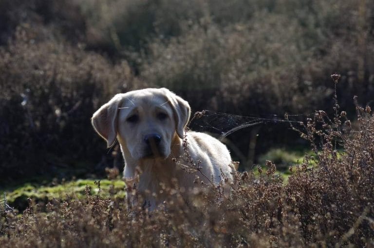 Labrador Retriever buiten