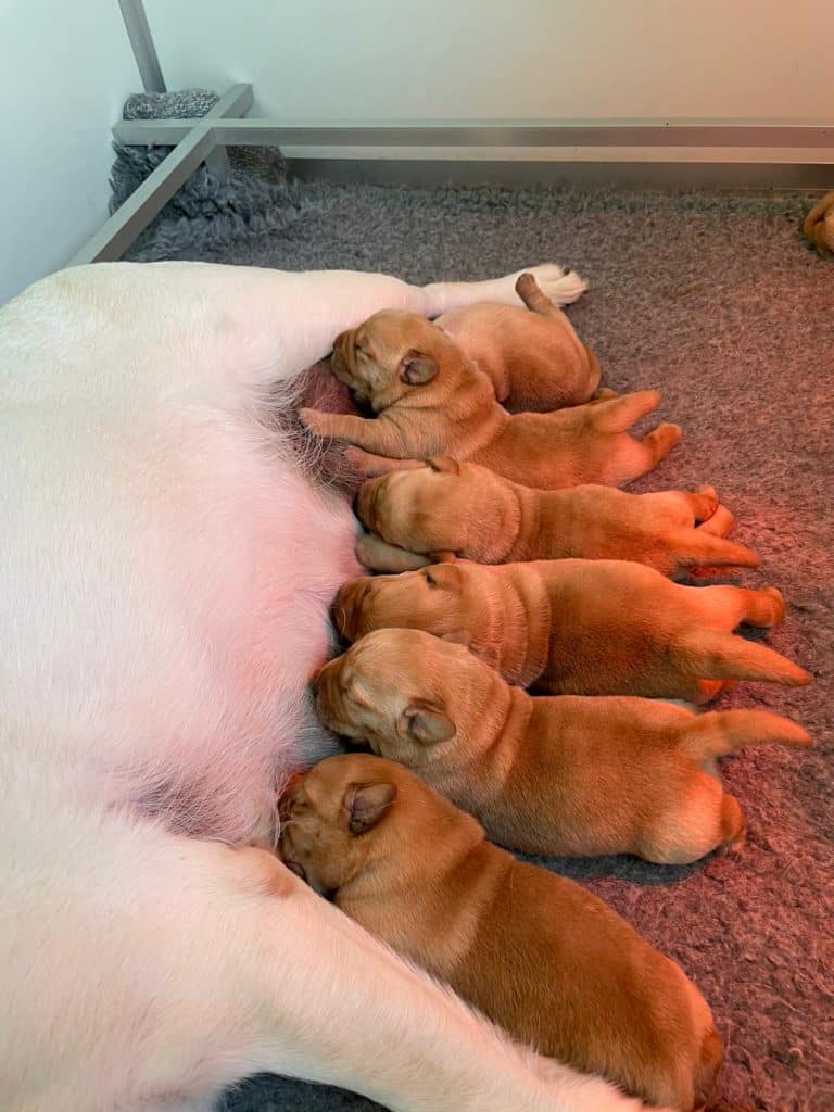 Labrador pups bij de moederhond