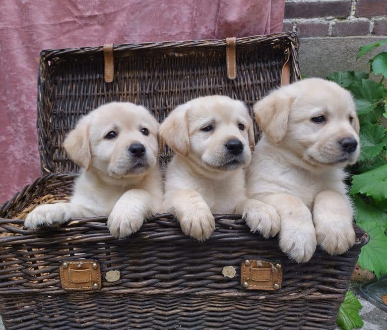 Labrador pups bij Fan Twillens