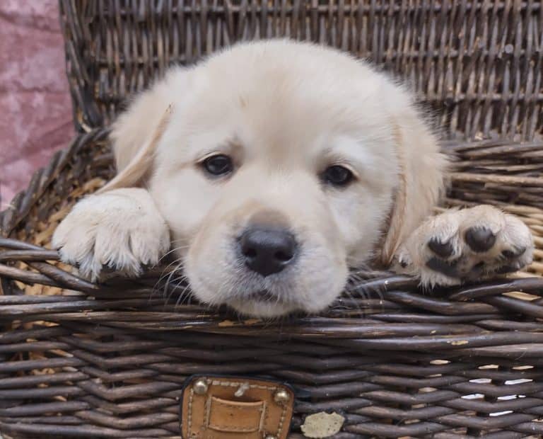 Labrador pup bij Fan Twillens
