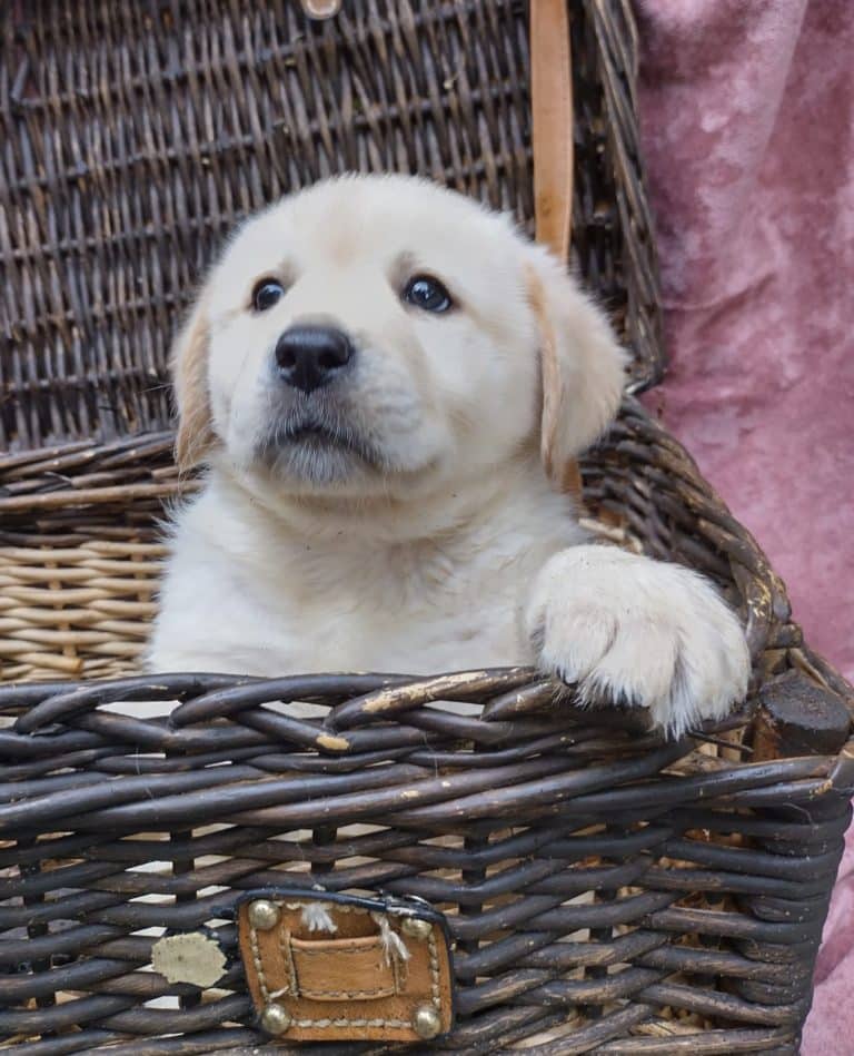 Labrador pup bij Fan Twillens in Stegeren