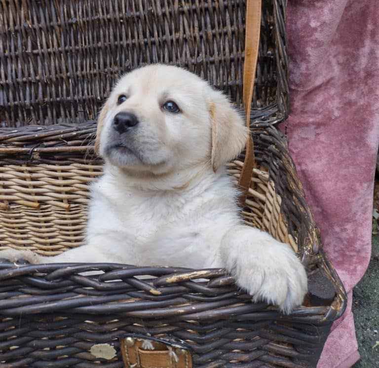 Labrador pup in huiselijke kring