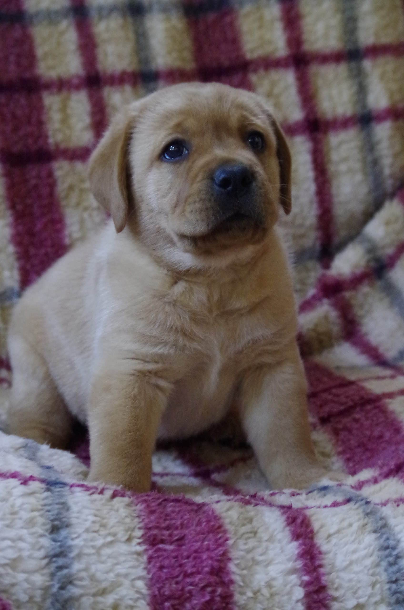 Labrador reutje direct beschikbaar bij Fan Twillens