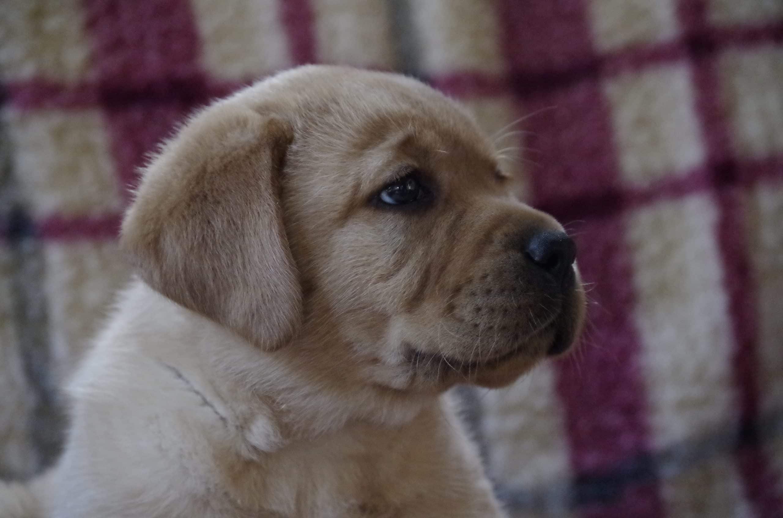 Labrador pup in huiselijke omgeving bij Fan Twillens